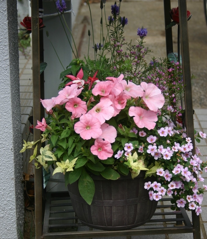 f:id:lalanoniwa:20200516110107j:plain f:id:lalanoniwa:20200516110107j:plain