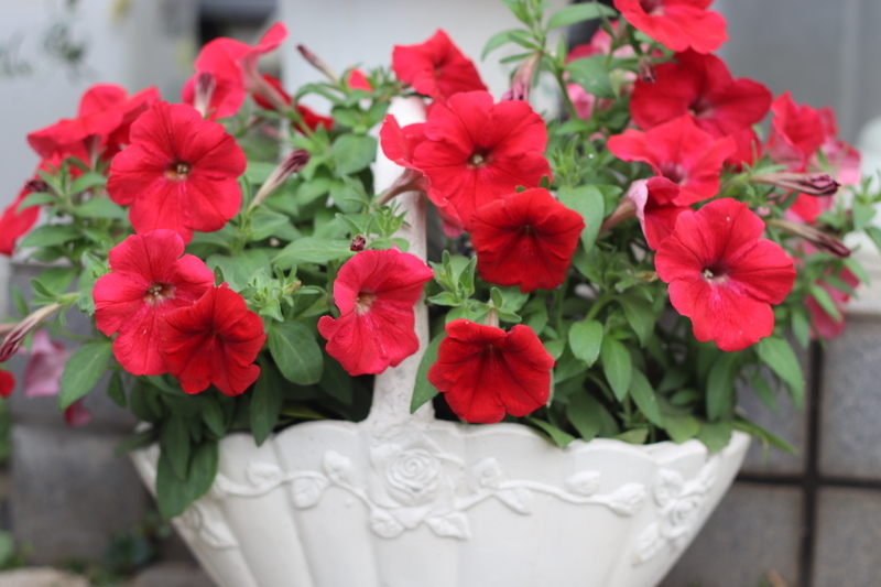 f:id:lalanoniwa:20200516112825j:plain f:id:lalanoniwa:20200516112825j:plain