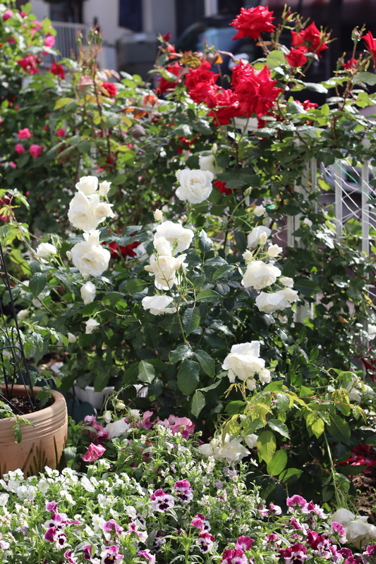 f:id:lalanoniwa:20200517074701j:plain f:id:lalanoniwa:20200517074701j:plain