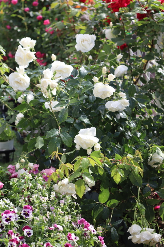 f:id:lalanoniwa:20200517074856j:plain f:id:lalanoniwa:20200517074856j:plain