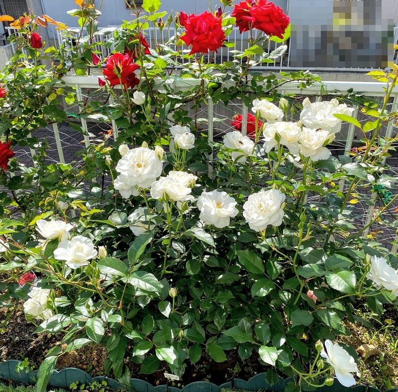 f:id:lalanoniwa:20200517082353j:plain f:id:lalanoniwa:20200517082353j:plain