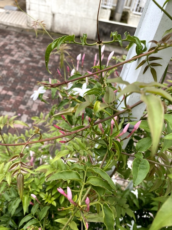 f:id:lalanoniwa:20200520152026j:plain f:id:lalanoniwa:20200520152026j:plain