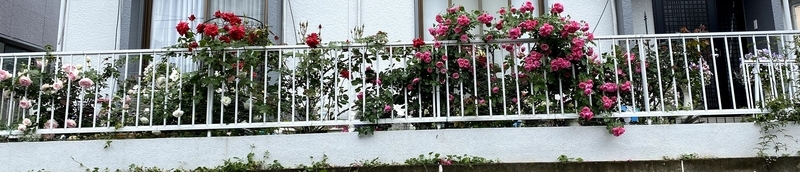 f:id:lalanoniwa:20200524192840j:plain f:id:lalanoniwa:20200524192840j:plain