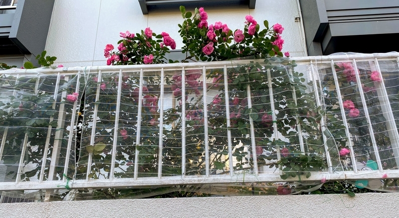 f:id:lalanoniwa:20200524192854j:plain f:id:lalanoniwa:20200524192854j:plain