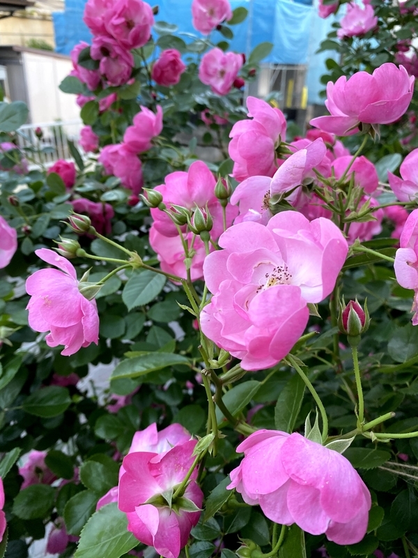 f:id:lalanoniwa:20200524192934j:plain f:id:lalanoniwa:20200524192934j:plain