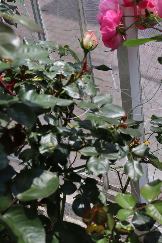 f:id:lalanoniwa:20200530111722j:plain