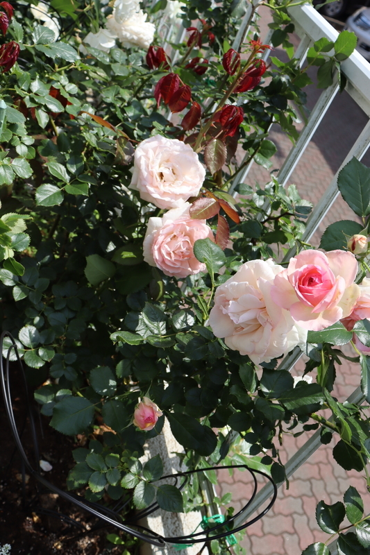 f:id:lalanoniwa:20200530111737j:plain