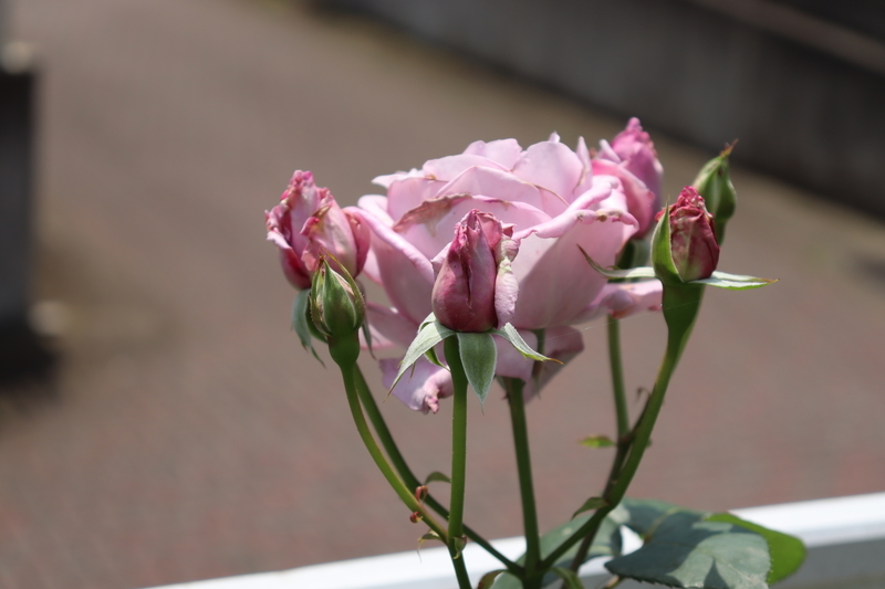 f:id:lalanoniwa:20200530111756j:plain