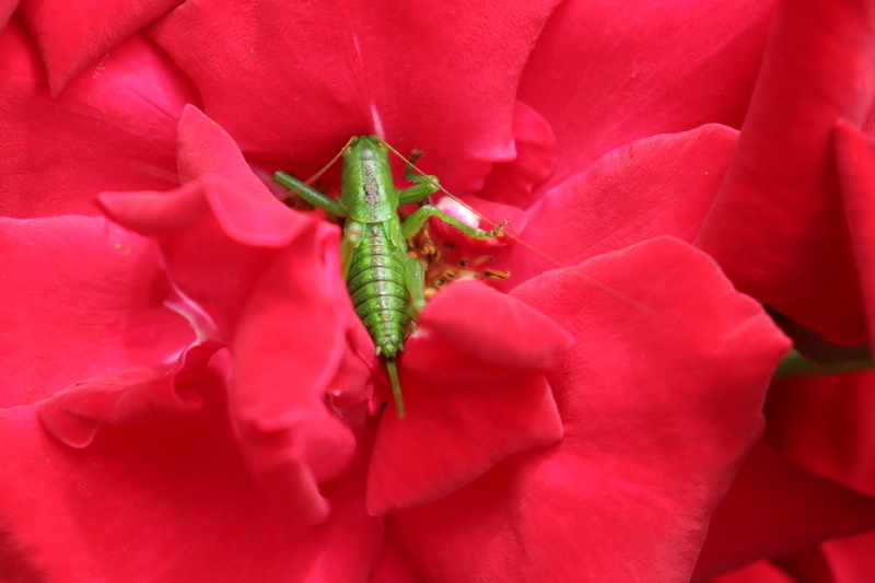 f:id:lalanoniwa:20200602100455j:plain f:id:lalanoniwa:20200602100455j:plain