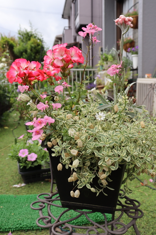 f:id:lalanoniwa:20200602101425j:plain f:id:lalanoniwa:20200602101425j:plain
