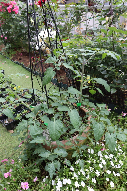 f:id:lalanoniwa:20200602111837j:plain f:id:lalanoniwa:20200602111837j:plain