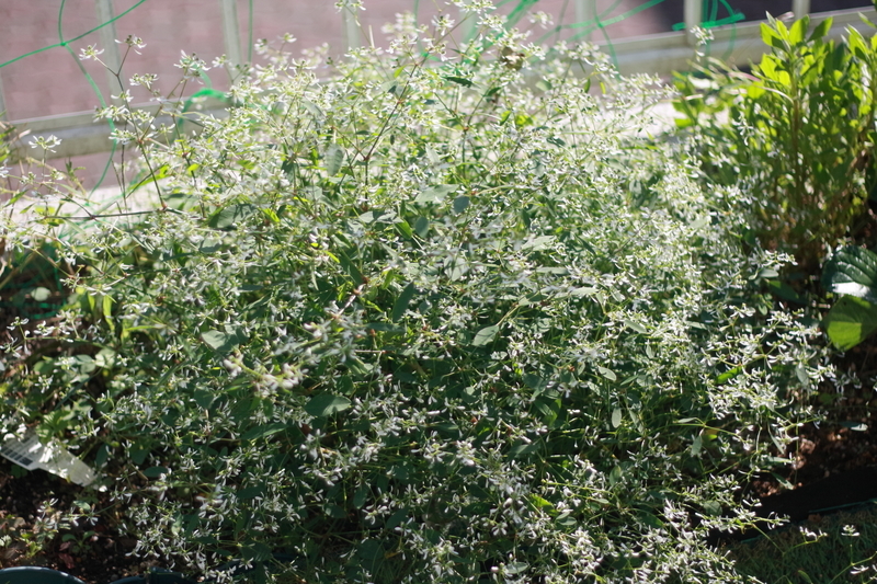 f:id:lalanoniwa:20200607151332j:plain f:id:lalanoniwa:20200607151332j:plain