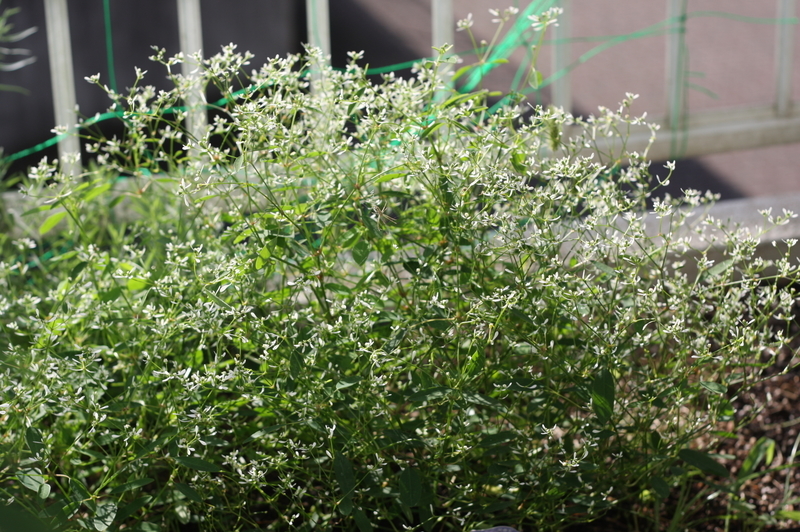 f:id:lalanoniwa:20200607151352j:plain f:id:lalanoniwa:20200607151352j:plain