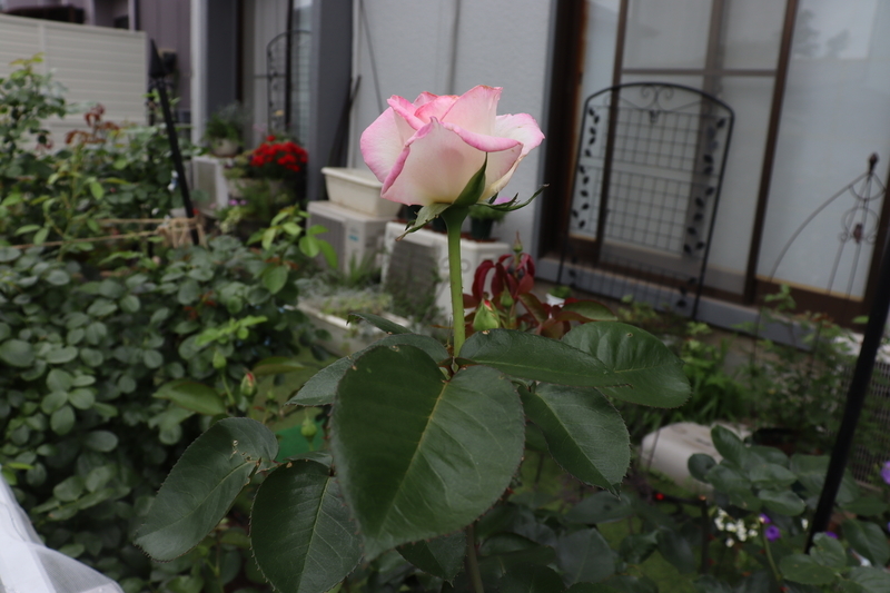 f:id:lalanoniwa:20200618133651j:plain f:id:lalanoniwa:20200618133651j:plain