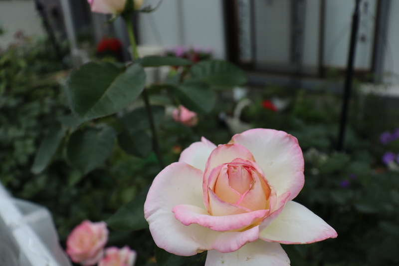 f:id:lalanoniwa:20200618133657j:plain f:id:lalanoniwa:20200618133657j:plain