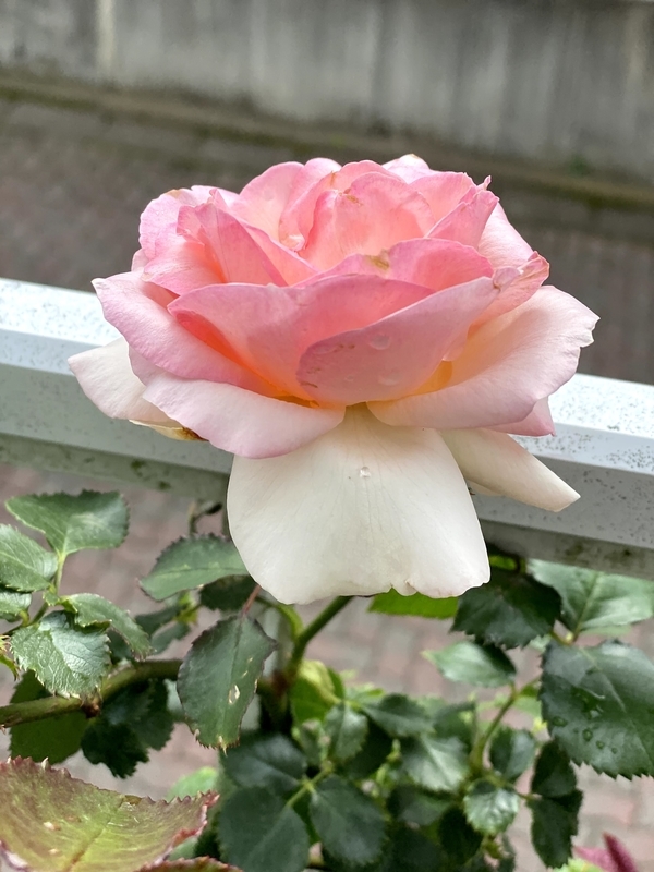 f:id:lalanoniwa:20200618140342j:plain f:id:lalanoniwa:20200618140342j:plain