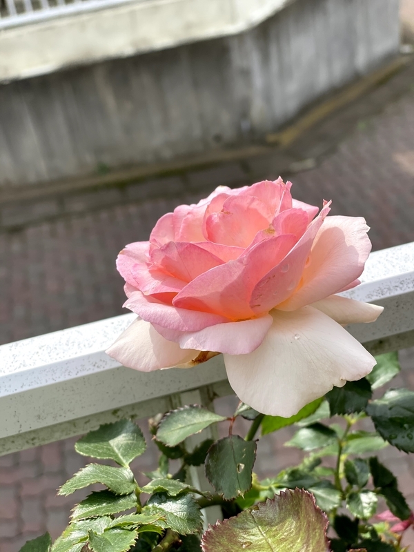 f:id:lalanoniwa:20200618140353j:plain f:id:lalanoniwa:20200618140353j:plain