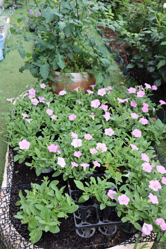 f:id:lalanoniwa:20200618145926j:plain f:id:lalanoniwa:20200618145926j:plain