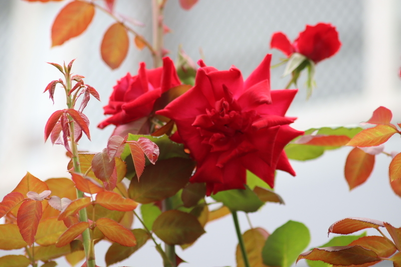 f:id:lalanoniwa:20200624130429j:plain f:id:lalanoniwa:20200624130429j:plain