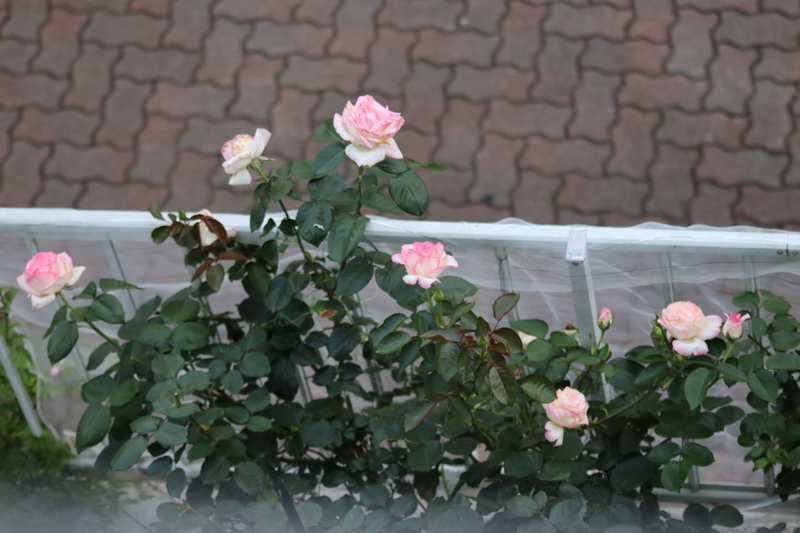 薔薇の二番花が続々と こぼれ種から咲いたクレオメ 小さな庭のガーデニング記録