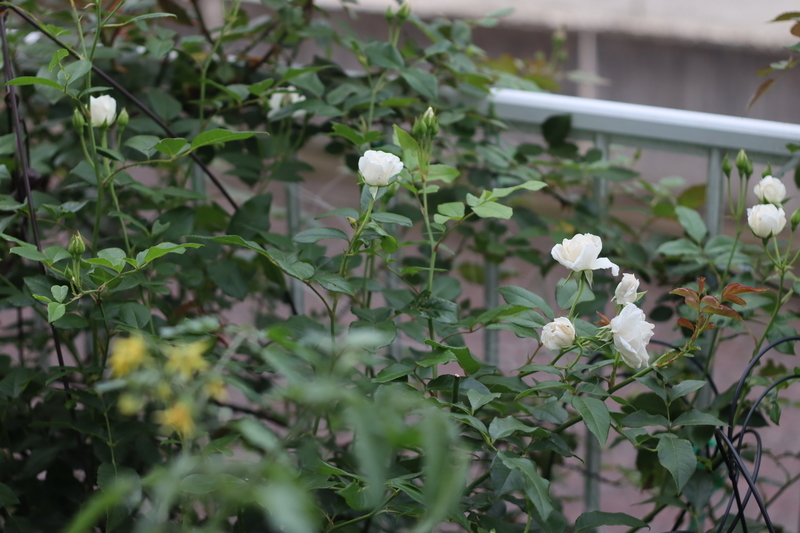 f:id:lalanoniwa:20200624130443j:plain f:id:lalanoniwa:20200624130443j:plain