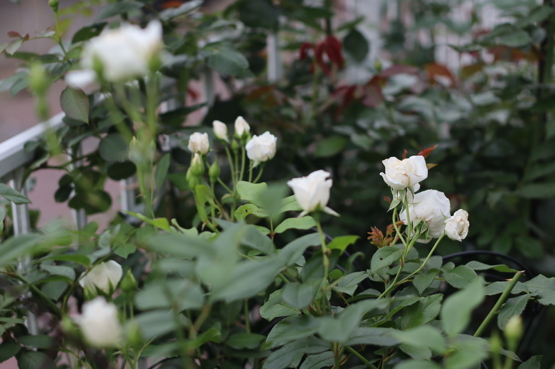 f:id:lalanoniwa:20200624130450j:plain f:id:lalanoniwa:20200624130450j:plain