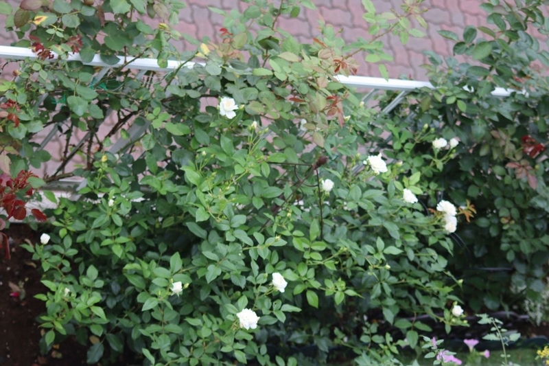 f:id:lalanoniwa:20200624130507j:plain f:id:lalanoniwa:20200624130507j:plain