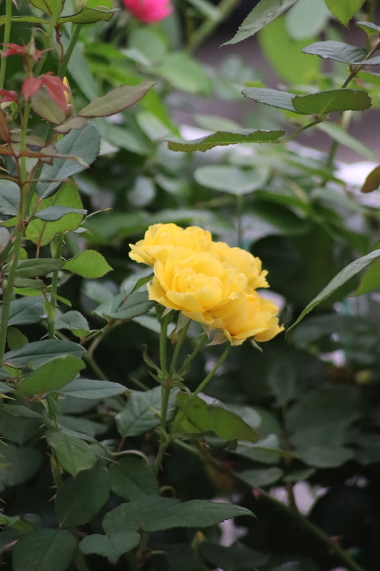 f:id:lalanoniwa:20200630123232j:plain