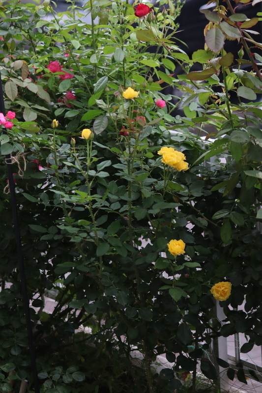 f:id:lalanoniwa:20200630123240j:plain