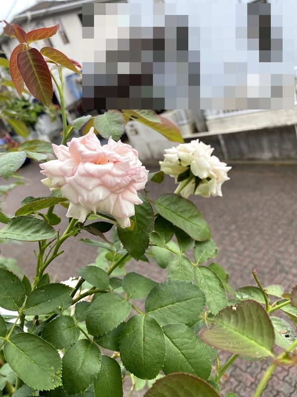 f:id:lalanoniwa:20200902100743j:plain f:id:lalanoniwa:20200902100743j:plain
