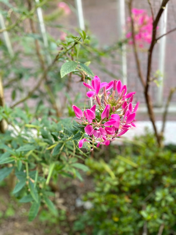 f:id:lalanoniwa:20201128160551j:plain