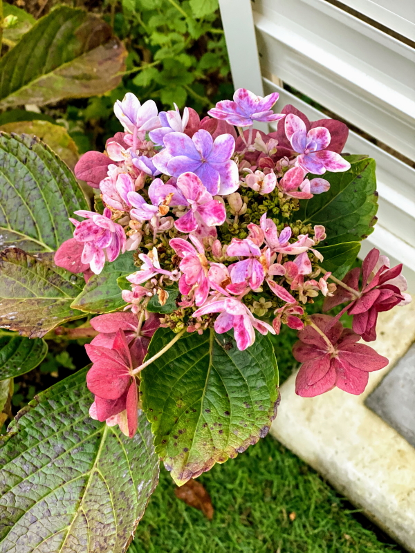 f:id:lalanoniwa:20201128160556j:plain