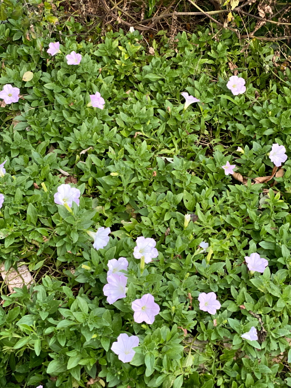 f:id:lalanoniwa:20201128160604j:plain