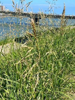 f:id:lamabird:20200914174224j:plain