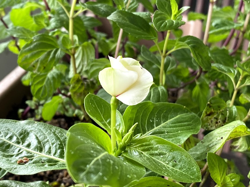 こういうのがたまらない こぼれ種からお花が咲いた Lamabirdのブログ