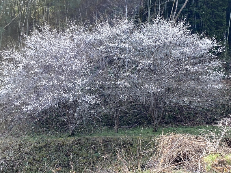 f:id:lamabird:20210202135943j:plain