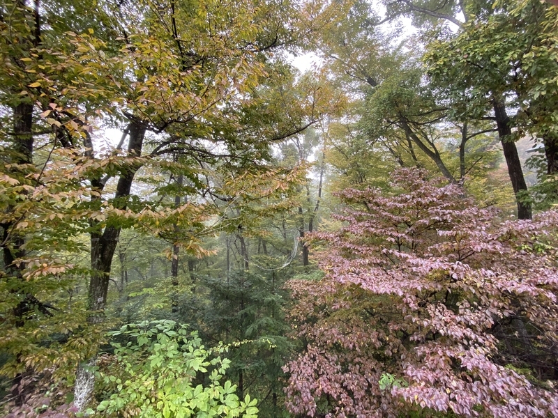 f:id:lamabird:20211102092938j:plain