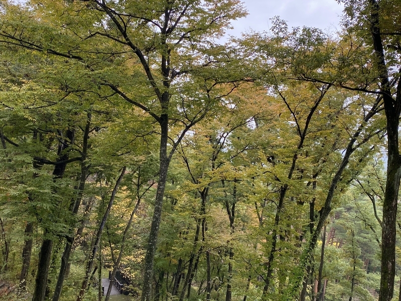 f:id:lamabird:20211102092957j:plain