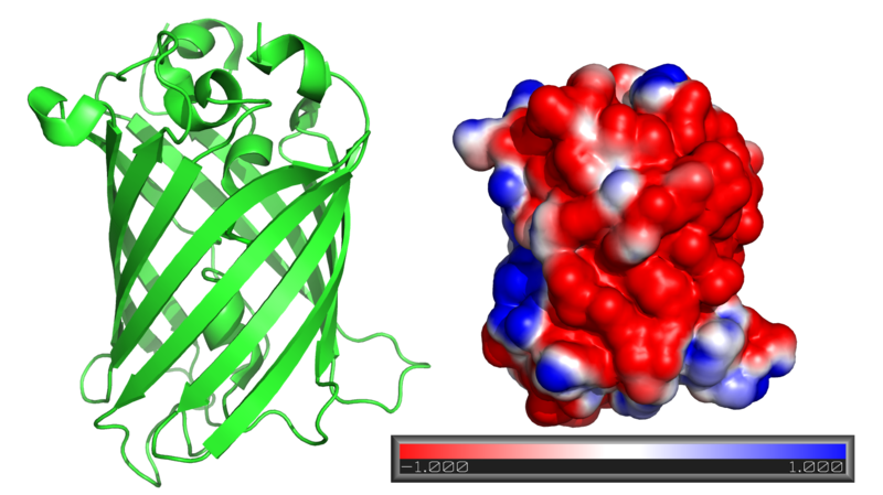 Pymolにて表面電荷を表示する（Debian Wheezy） - Λlisue's blog