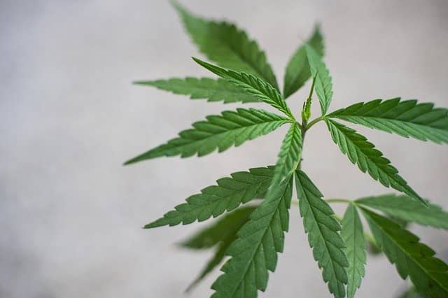 f:id:lambdaty:20200521103350j:plain 産業用ヘンプと大麻はまったく別の種類のもの