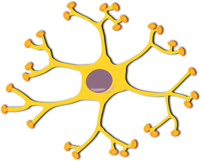 brain nerve