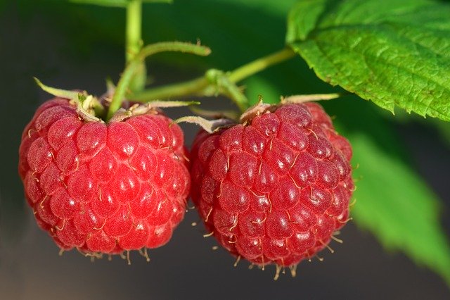 raspberries