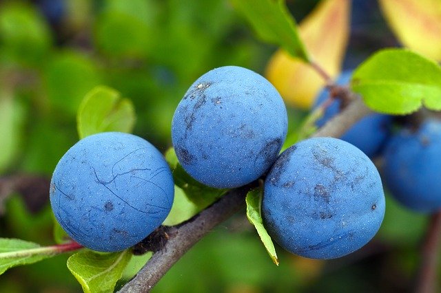 blueberries