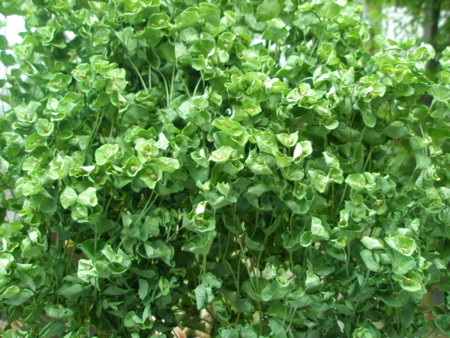 f:id:landisozaki:20100618092821j:image