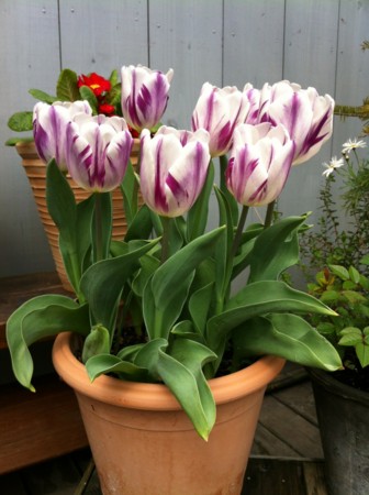 f:id:landisozaki:20120422163930j:image f:id:landisozaki:20120422163930j:image