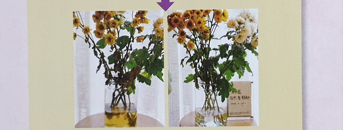 f:id:language3431:20190928184700j:plain