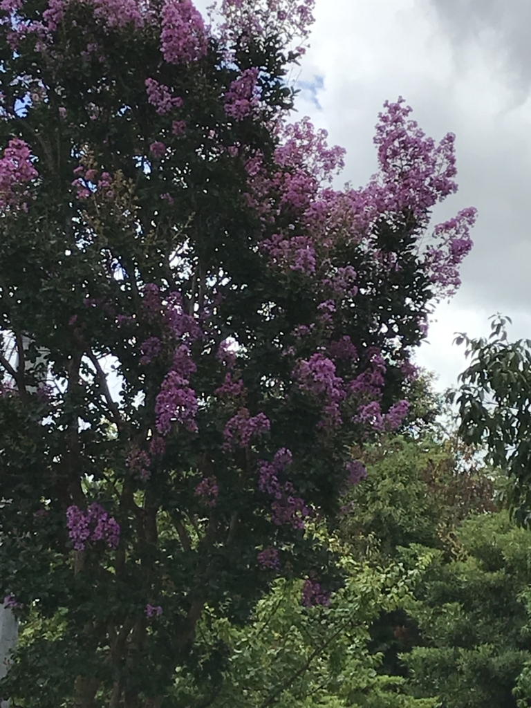 f:id:lanikai-sk:20180822152008j:plain f:id:lanikai-sk:20180822152008j:plain