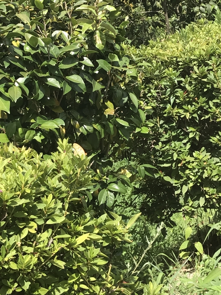 f:id:lanikai-sk:20180822155059j:plain f:id:lanikai-sk:20180822155059j:plain