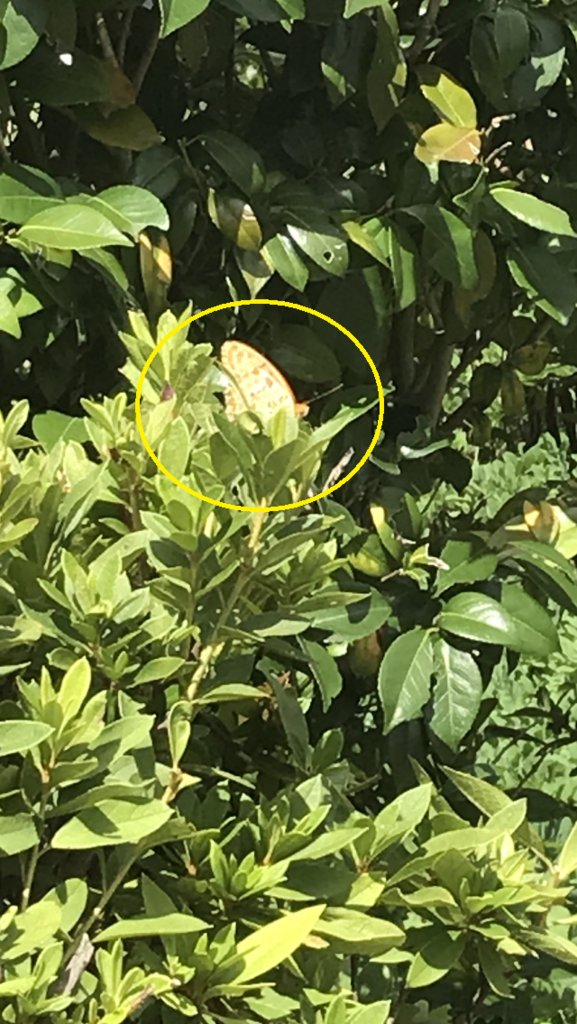 f:id:lanikai-sk:20180822155329p:plain f:id:lanikai-sk:20180822155329p:plain