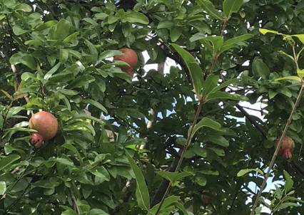 f:id:lanikai-sk:20180823121238p:plain f:id:lanikai-sk:20180823121238p:plain